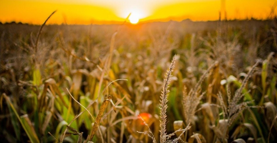 Brasil tem supersafra em momento de alta na produção mundial