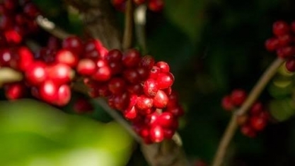 Café se mantém com preços em alta na bolsa de Nova York