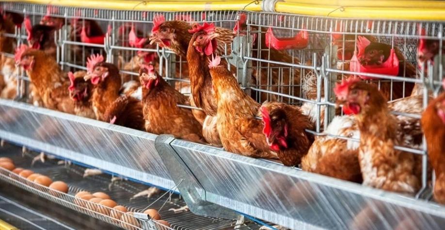 Gripe aviária: Argentina suspende exportações avícolas