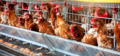 Gripe aviária: Argentina suspende exportações avícolas