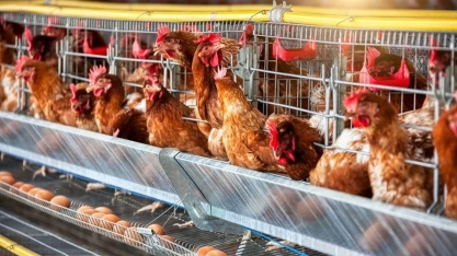 Gripe aviária: Argentina suspende exportações avícolas