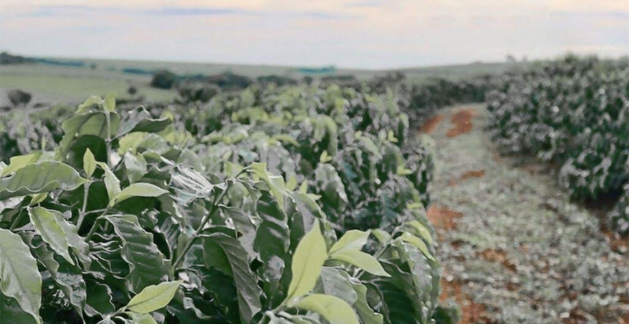 Café: Geada deve reduzir próxima safra do Cerrado Mineiro em 5,5%