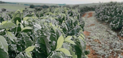 Café: Geada deve reduzir próxima safra do Cerrado Mineiro em 5,5%