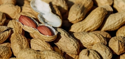 Tarifaço dos EUA beneficia amendoim do Brasil indiretamente