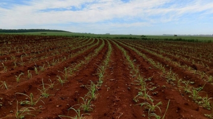 CTC elevou lucro em 37,5% e anuncia dividendos de R$ 50 milhões
