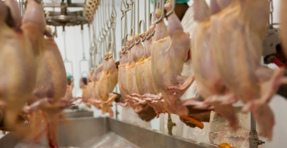 Exportações de carne de frango caíram 13,8% em julho, aponta ABPA