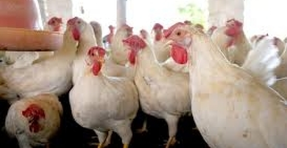 Chile e a Arábia Saudita retiram embargo à carne de frango do Brasil