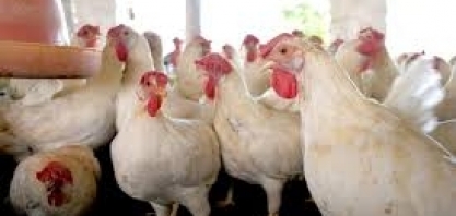 Chile e a Arábia Saudita retiram embargo à carne de frango do Brasil