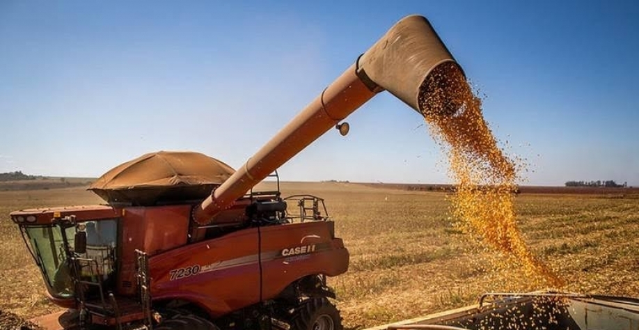IBGE prevê recorde na produção de soja, milho, algodão e sorgo em 2025