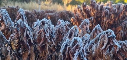 Café tem forte alta em NY após alerta de geada em lavouras do Brasil