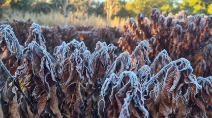 Café tem forte alta em NY após alerta de geada em lavouras do Brasil
