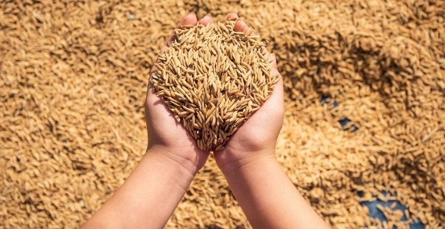 Fedearroz recomenda produtores a venderem o cereal ao governo