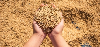 Fedearroz recomenda produtores a venderem o cereal ao governo