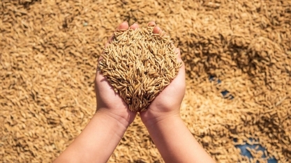 Fedearroz recomenda produtores a venderem o cereal ao governo