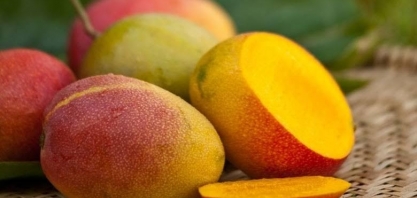 Tarifaço ameaça US$ 90 mi em exportações de frutas do Vale do São Francisco