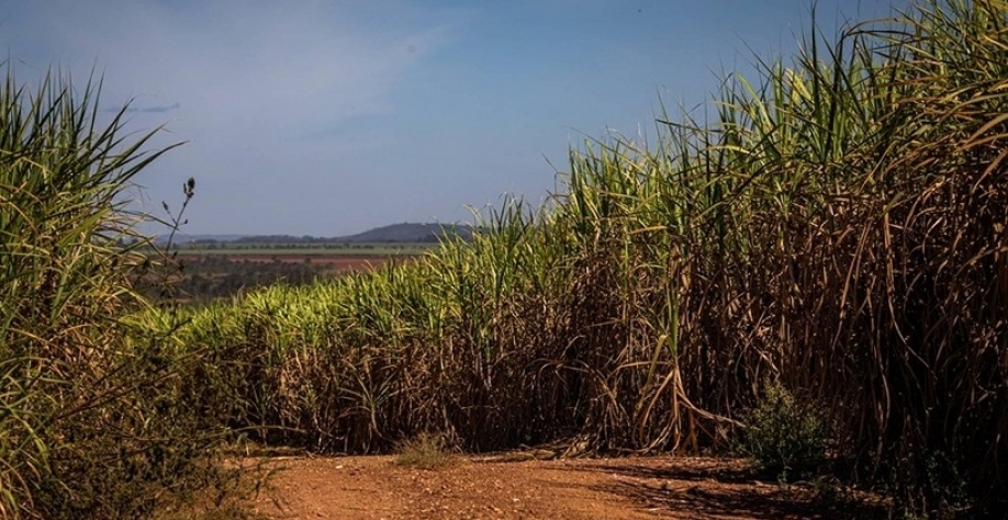  Conab aumenta estimativa, mas colheita de cana será menor em 2025/26