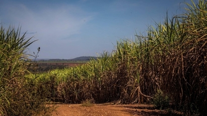  Conab aumenta estimativa, mas colheita de cana será menor em 2025/26