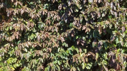 Geadas em lavouras de café do Brasil dão impulso aos preços em NY