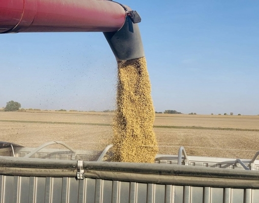 Preço da soja avança em Chicago com preocupações sobre oferta e clima