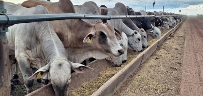 Preço do boi gordo segue sem mudanças na maioria das regiões do Brasil