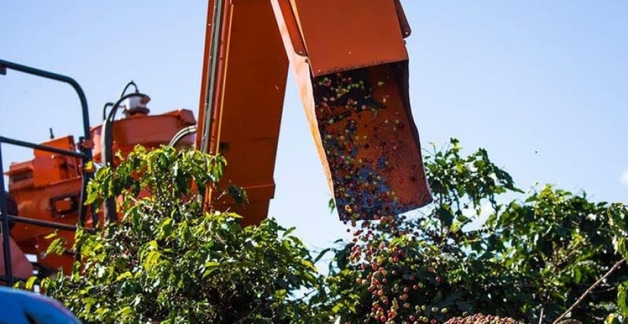 Preço do café atinge maior valor em três meses na bolsa de Nova York
