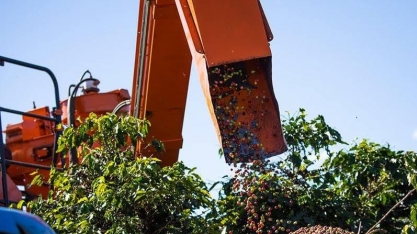 Preço do café atinge maior valor em três meses na bolsa de Nova York