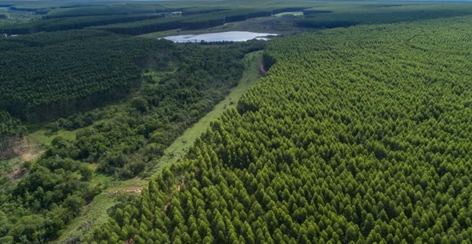 Oferta de eucalipto é desafio para usinas de etanol de milho