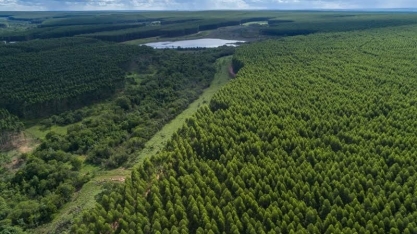 Oferta de eucalipto é desafio para usinas de etanol de milho