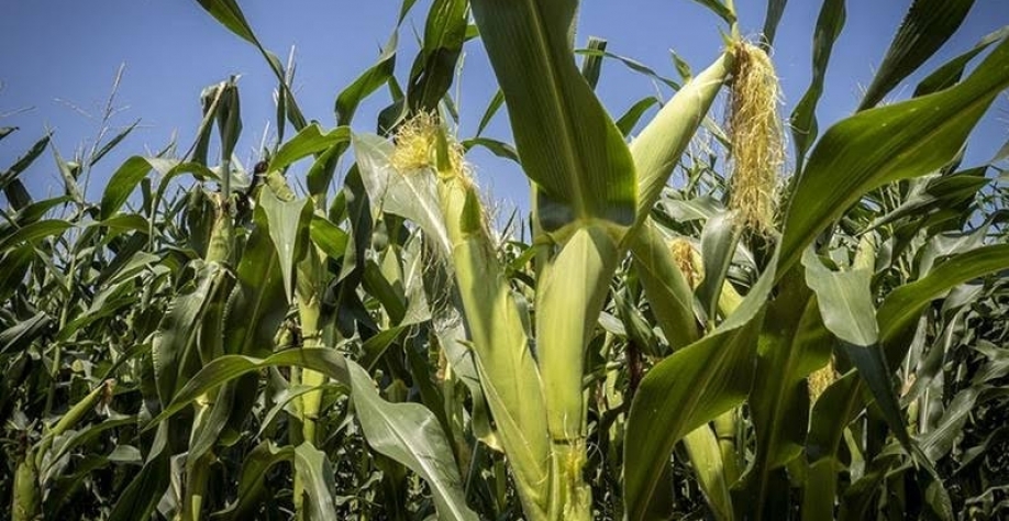 Preço do milho cai mais de 3% em Chicago;previsão de safra recorde nos EUA