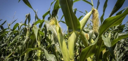 Preço do milho cai mais de 3% em Chicago;previsão de safra recorde nos EUA