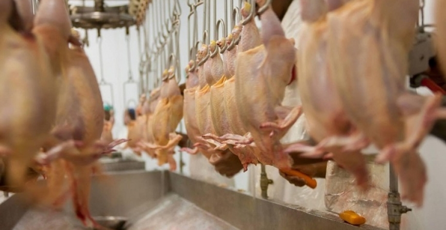 Exportação de frango deve cair em 2025; suínos e ovos terão crescimento