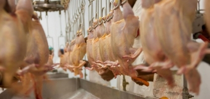 Exportação de frango deve cair em 2025; suínos e ovos terão crescimento