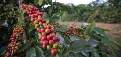 Oferta de café mais curta faz preço do grão subir em Nova York