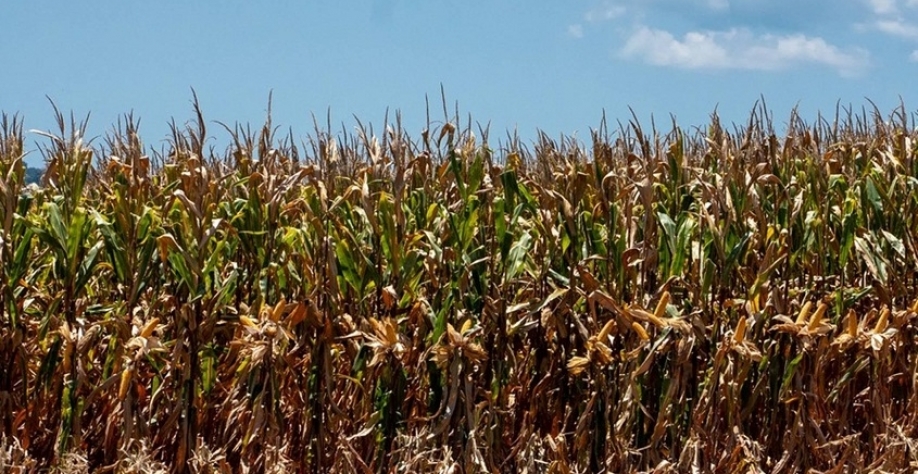 Mercado de defensivos para milho encolhe 7% na segunda safra