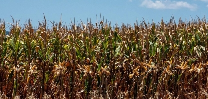 Mercado de defensivos para milho encolhe 7% na segunda safra