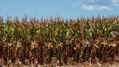 Mercado de defensivos para milho encolhe 7% na segunda safra