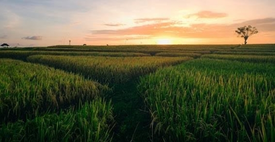 MG: Empresa francesa construirá fábrica de biocarvão à base de cana