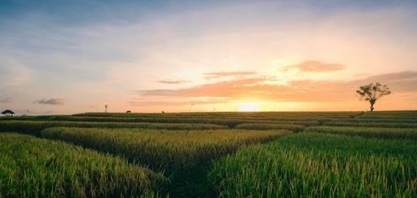 MG: Empresa francesa construirá fábrica de biocarvão à base de cana