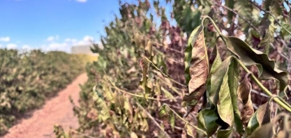 Café da Alta Mogiana: Quebra de produtividade acima do esperado