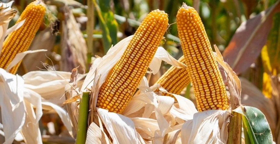 Petrobras avalia investir no mercado de etanol de milho