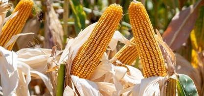 Petrobras avalia investir no mercado de etanol de milho