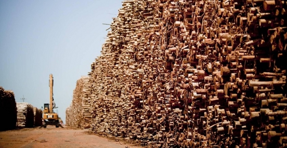 Volume de madeira extraída de florestas nativas voltou a subir em 2024