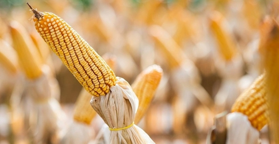Milho sobe 2,5% com ajustes técnicos e demanda de exportação dos EUA