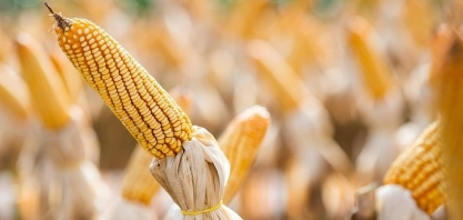 Milho sobe 2,5% com ajustes técnicos e demanda de exportação dos EUA