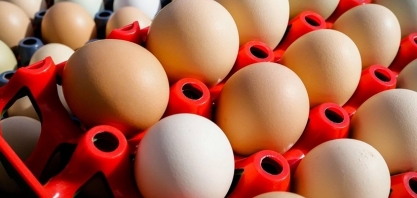 Brasil produz o equivalente a 305 ovos de galinha por habitante