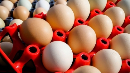 Brasil produz o equivalente a 305 ovos de galinha por habitante