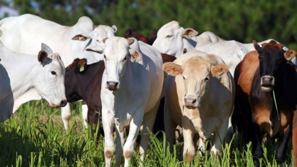 Preço do boi gordo segue estável, com indústrias fora das compras