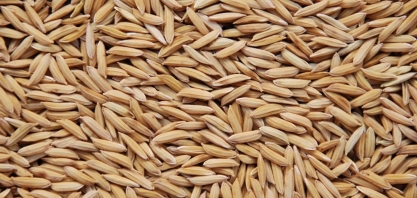 Preços do arroz em casca são os menores em mais de dois anos