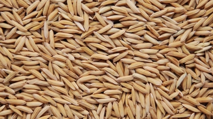 Preços do arroz em casca são os menores em mais de dois anos