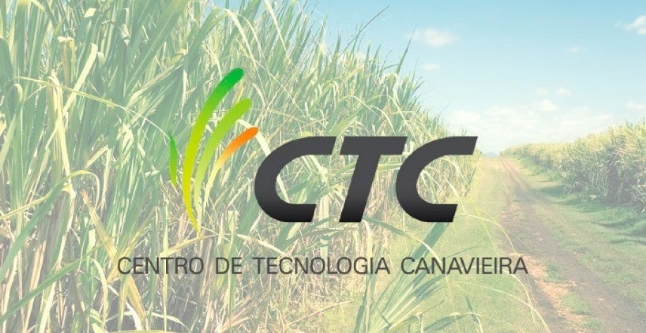 Identificado patógeno da doença mais danosa aos canaviais do Brasil 